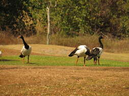 Image of magpie-goose