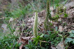 Image of Orostachys maximowiczii V. V. Byalt