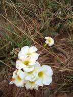 صورة Odontadenia lutea (Vell. Conc.) Markgr.