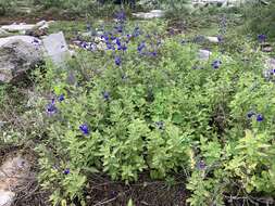 Imagem de Salvia chamaedryoides Cav.