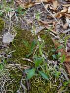 Image of hairy woodrush