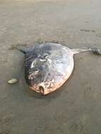 Image of Hoodwinker ocean sunfish