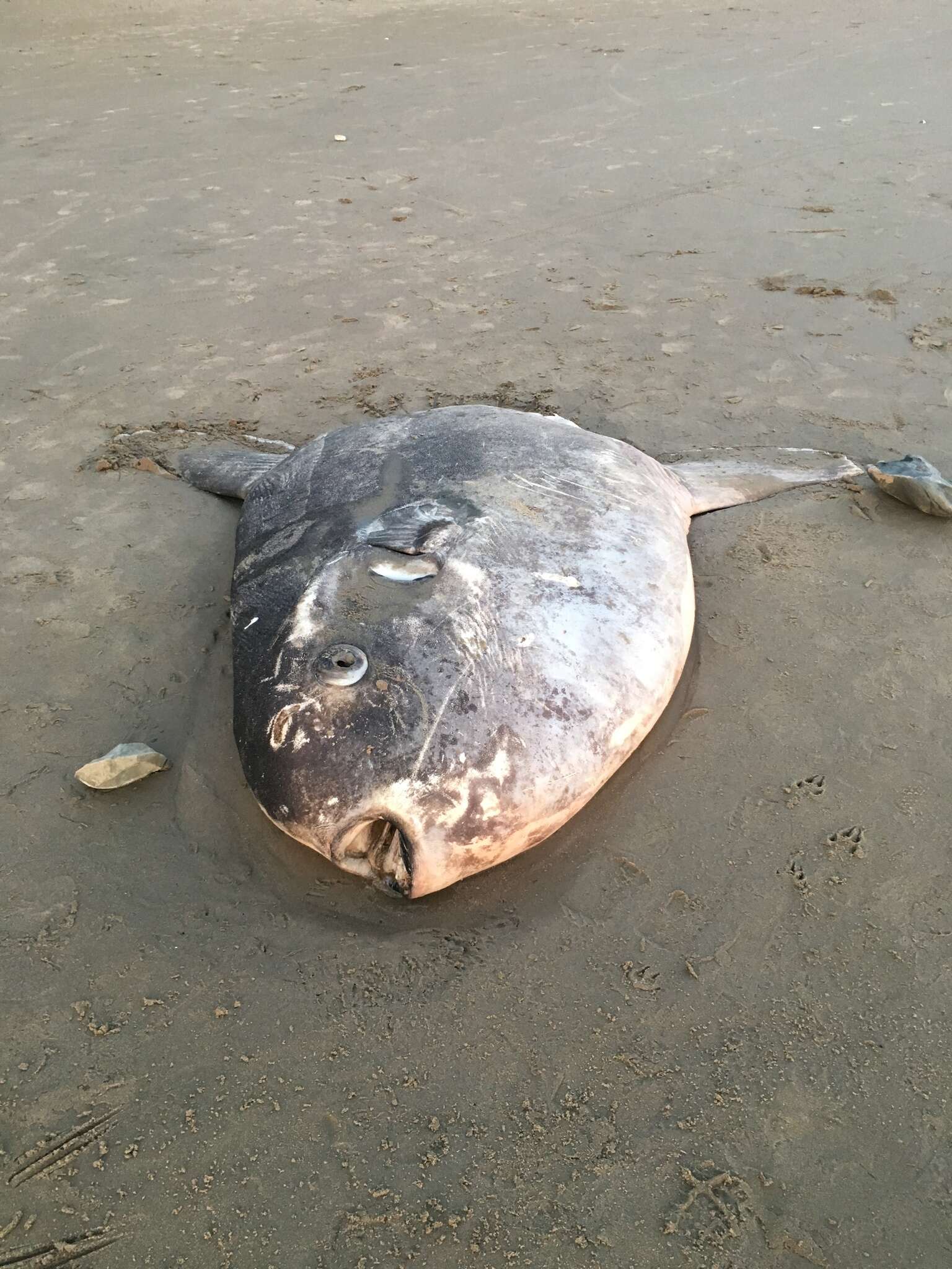 Image of Hoodwinker ocean sunfish