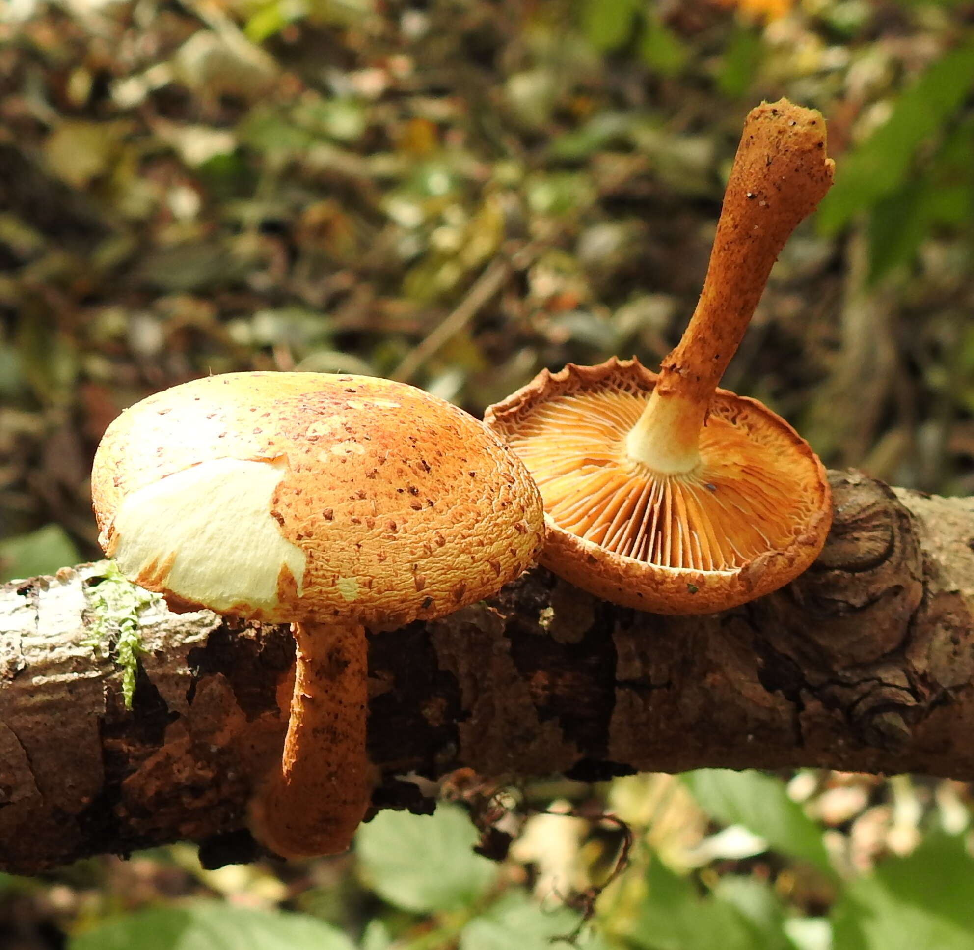 Imagem de Pholiota lucifera (Lasch) Quél. 1872