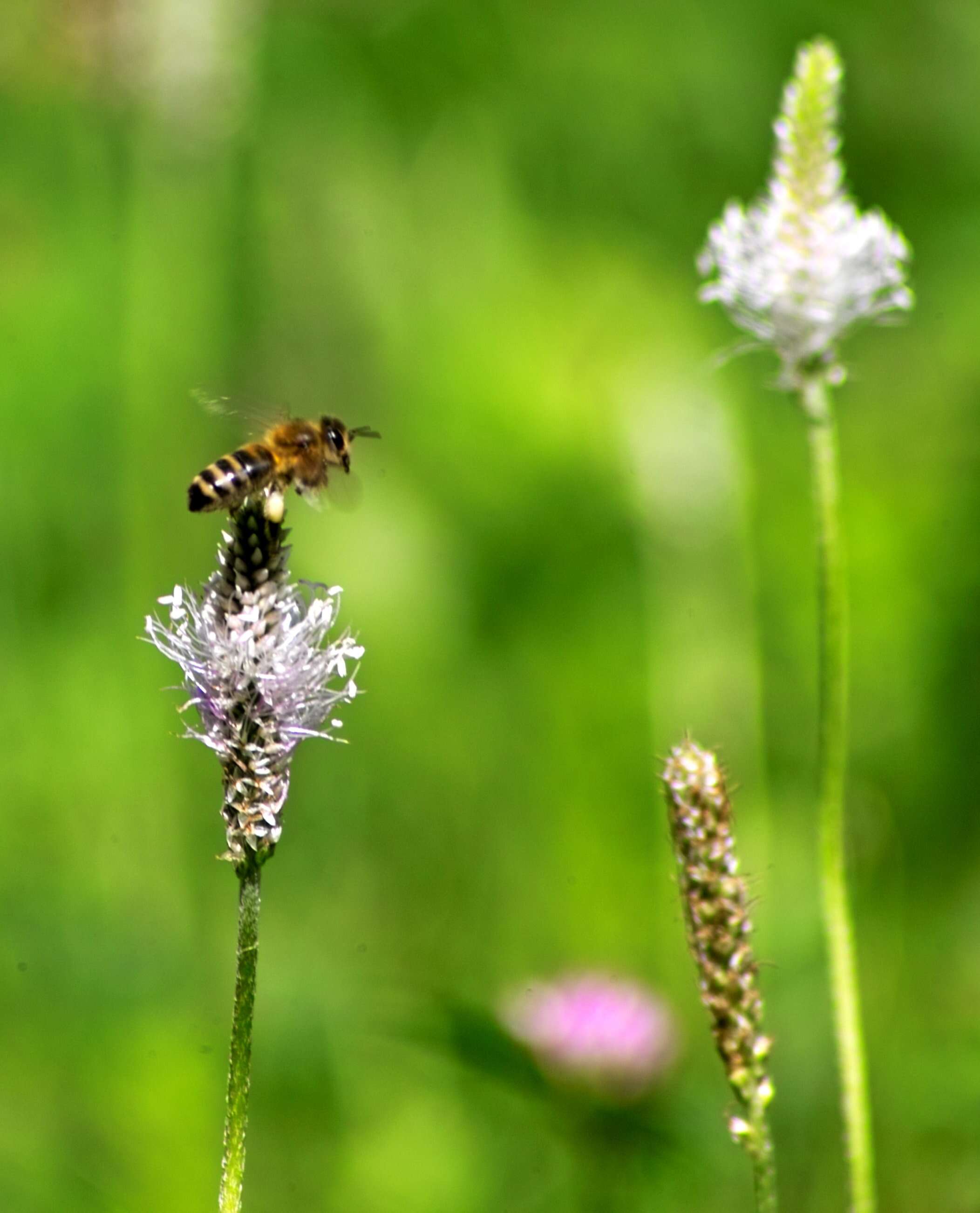 Слика од Apis mellifera ligustica