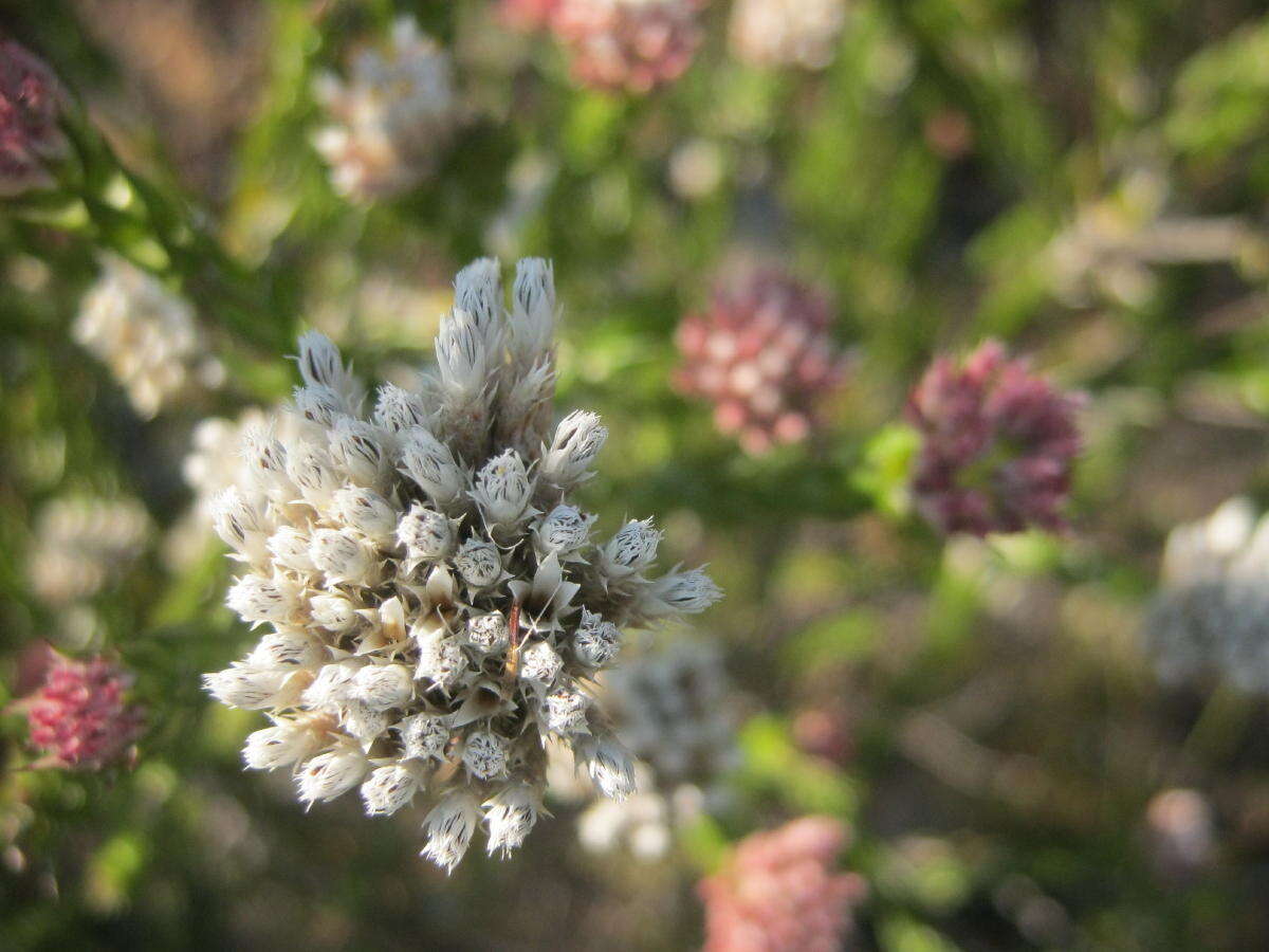 Image of Pretty Blombush