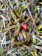 Image of Astelia linearis Hook. fil.