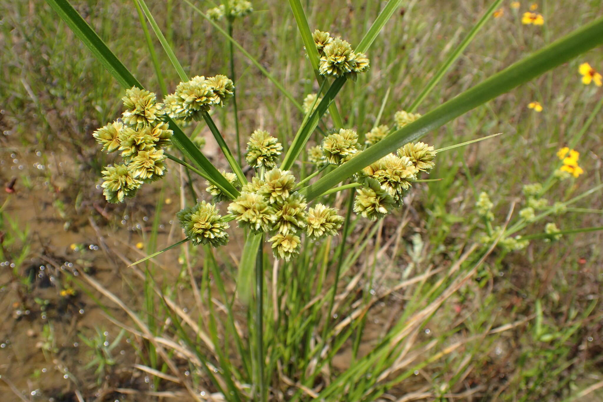 Image of woodrush flatsedge