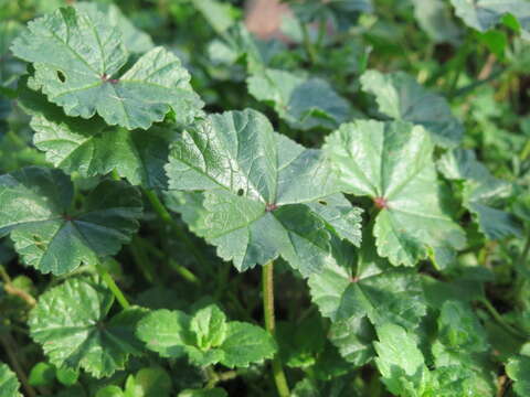 Image of common mallow