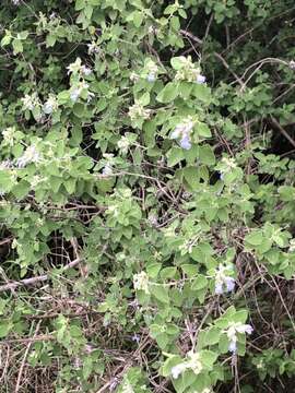 Salvia ballotiflora Benth. resmi