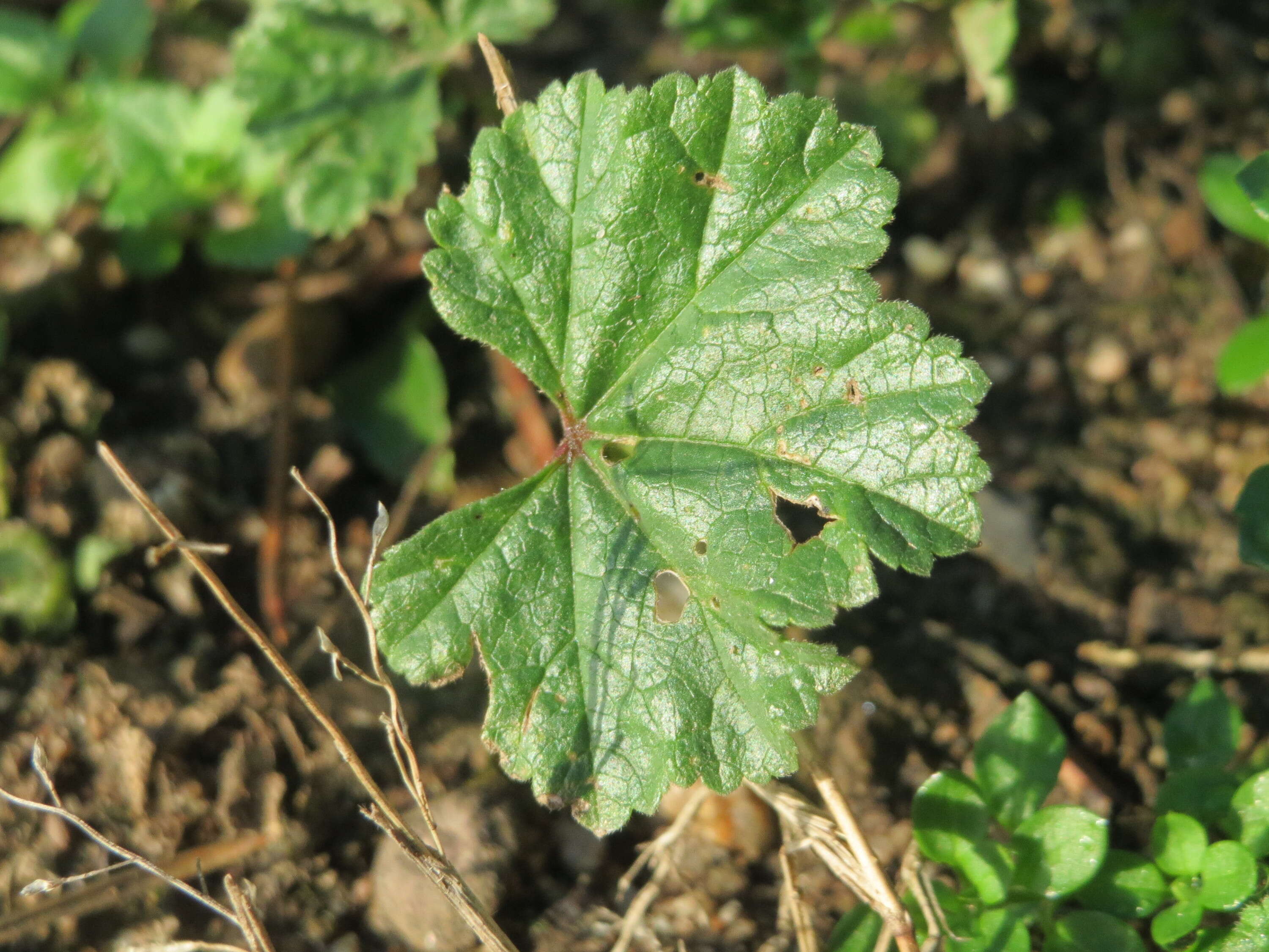 Image of common mallow