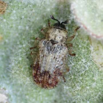 صورة Brachycoryna pumila Guérin-Méneville 1844