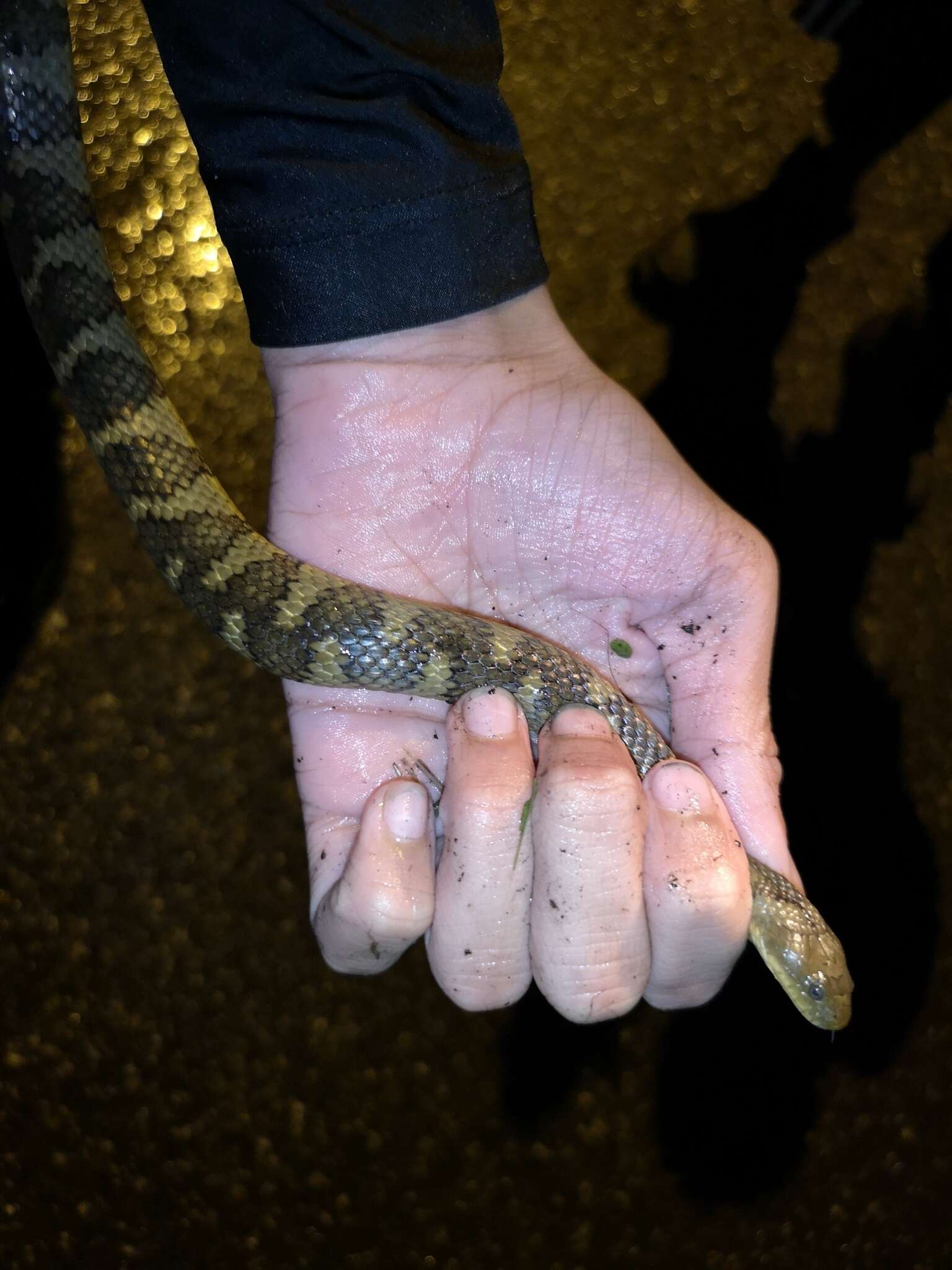 Helicops angulatus (Linnaeus 1758) resmi