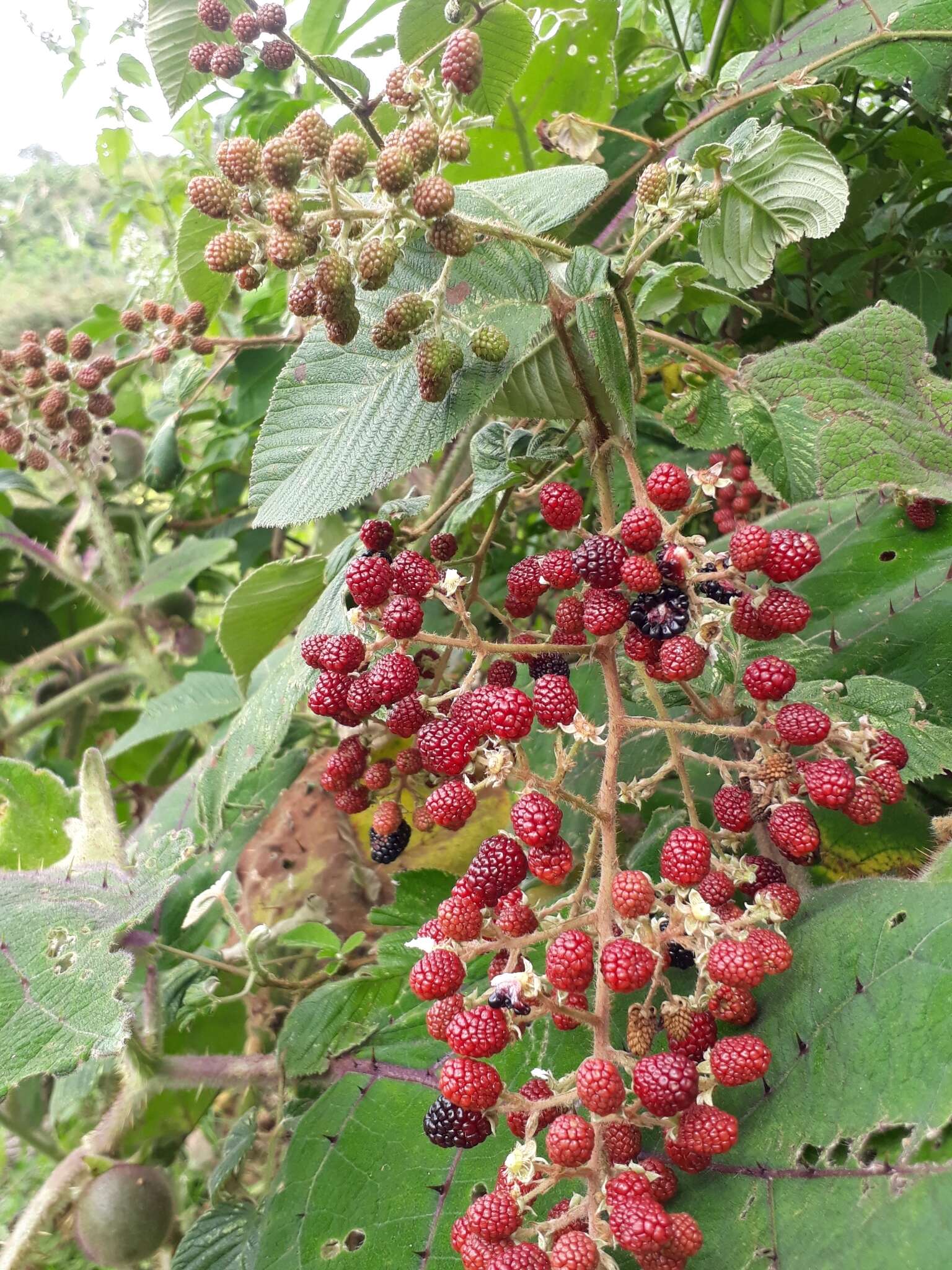 Image de Rubus urticifolius Poir.