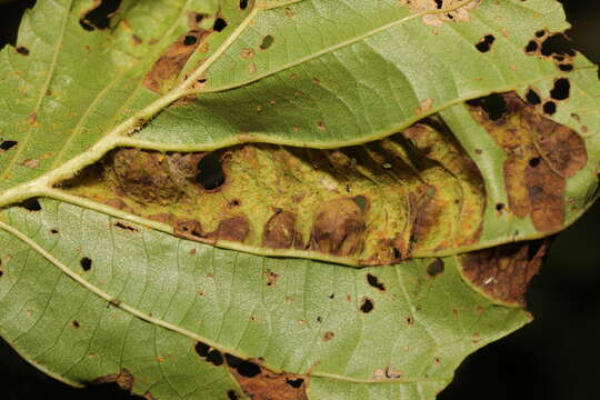 Image of Taphrina tosquinetii (Westend.) Magnus 1890