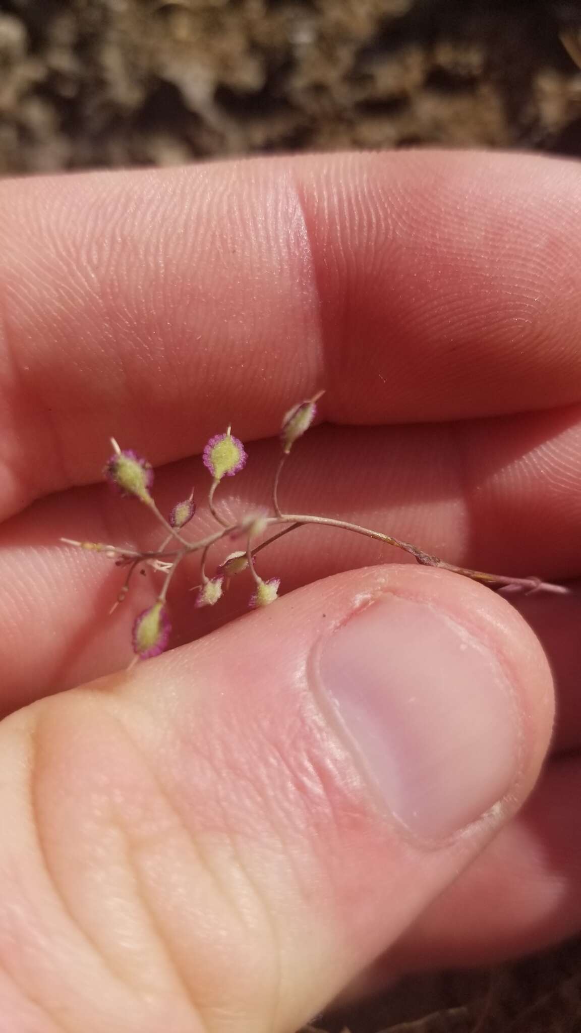 Image of Santa Cruz Island fringepod