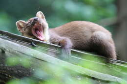 Image of European Pine Marten