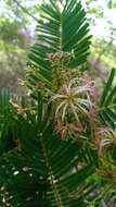 Image of Albizia polyphylla E. Fourn.