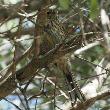 Image of Cirl Bunting