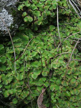 Image of Riccia gougetiana Durieu & Mont.