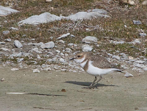 Слика од Charadrius falklandicus Latham 1790