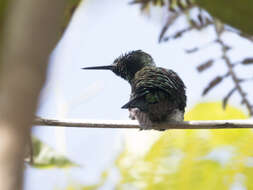 Image of Green-tailed Emerald