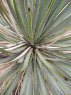 Слика од Yucca thompsoniana Trel.