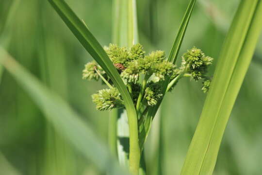 Imagem de Scirpus pallidus (Britton) Fernald