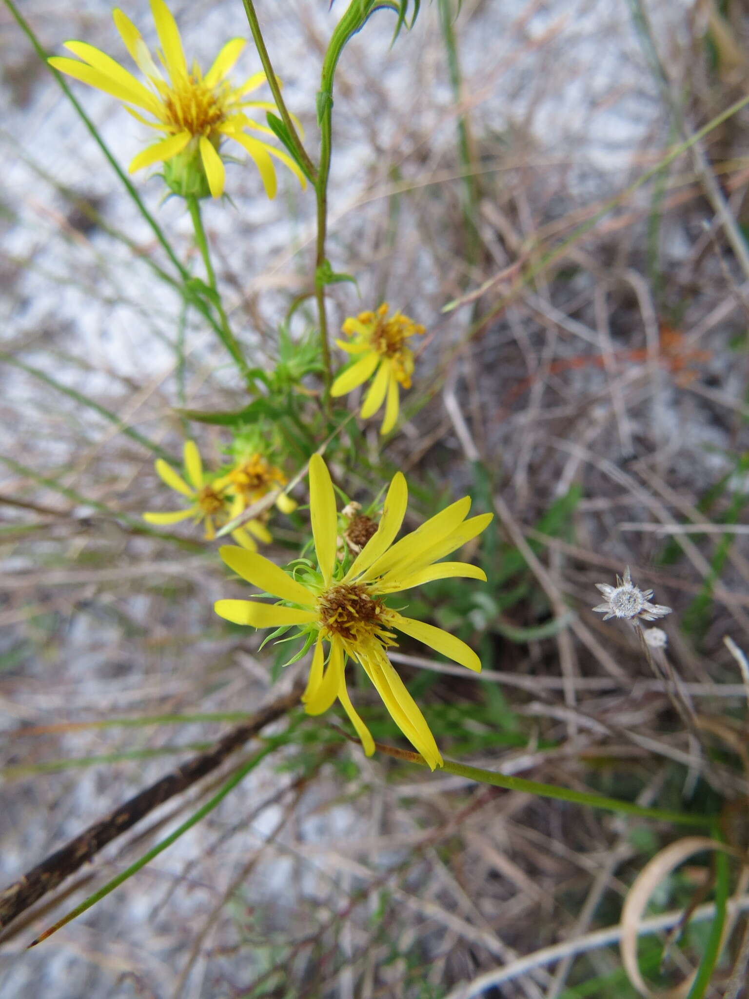 Image of scrubland goldenaster