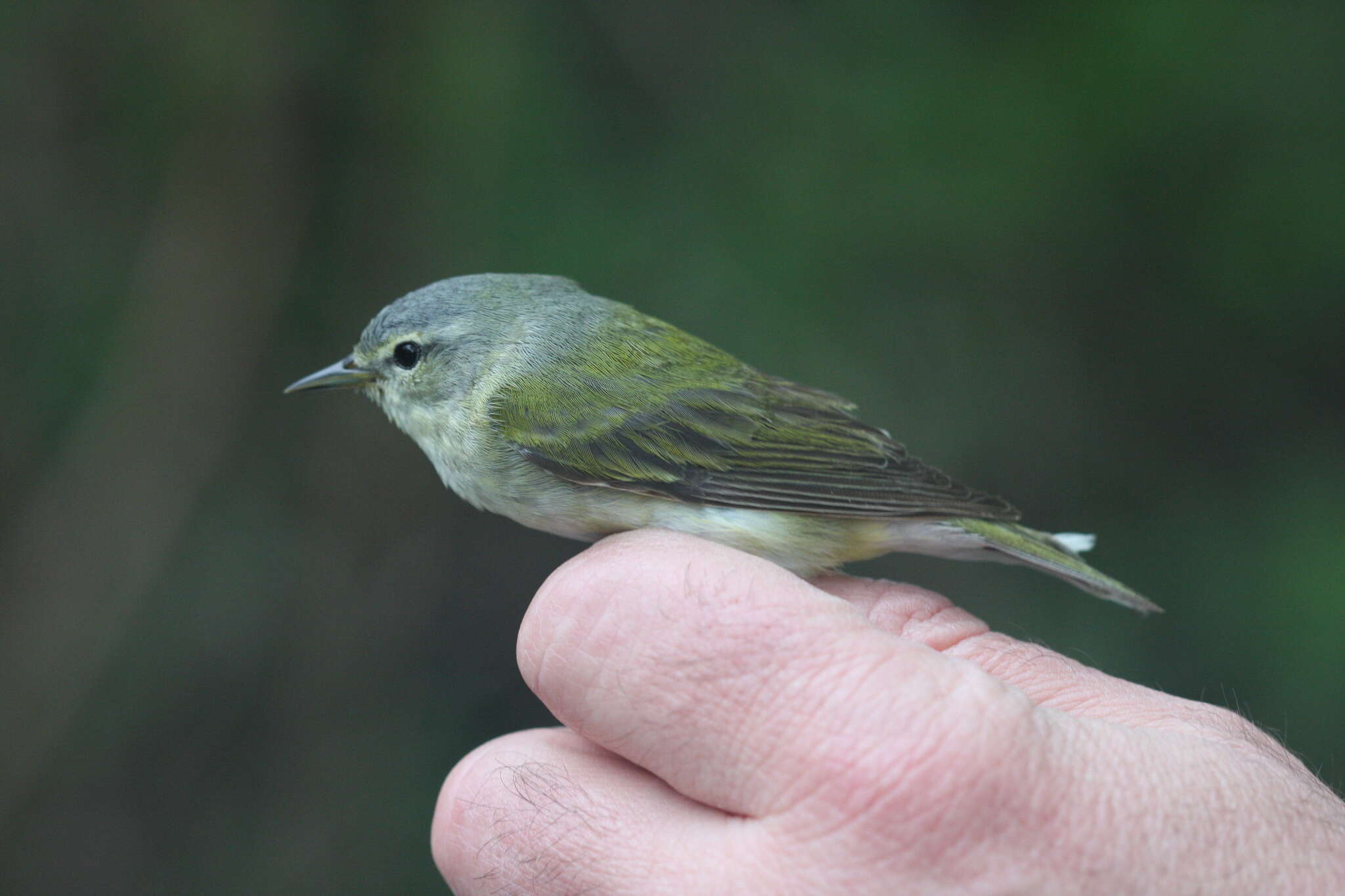 Image of Tennessee Warbler