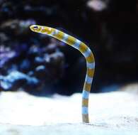 Image of Splendid garden eel