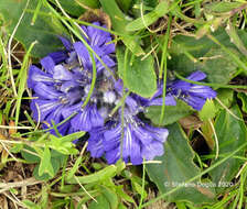 Imagem de Ajuga tenorei C. Presl