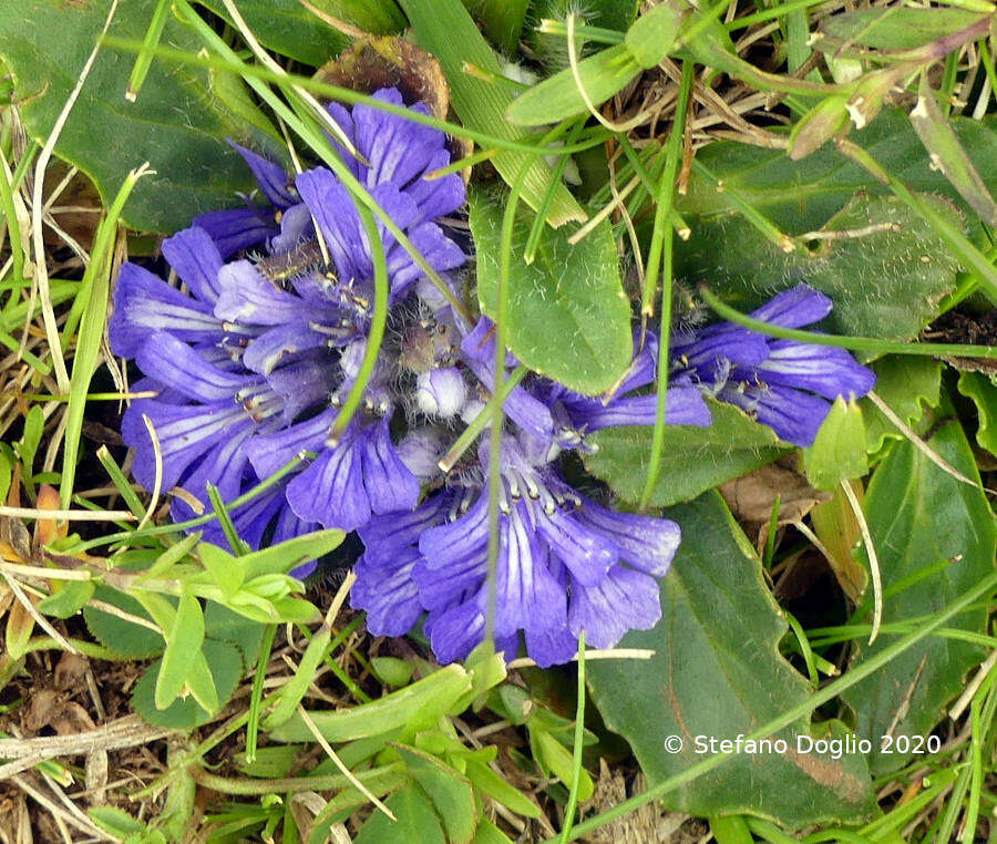 Imagem de Ajuga tenorei C. Presl