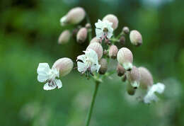 Image of Bladder Campion