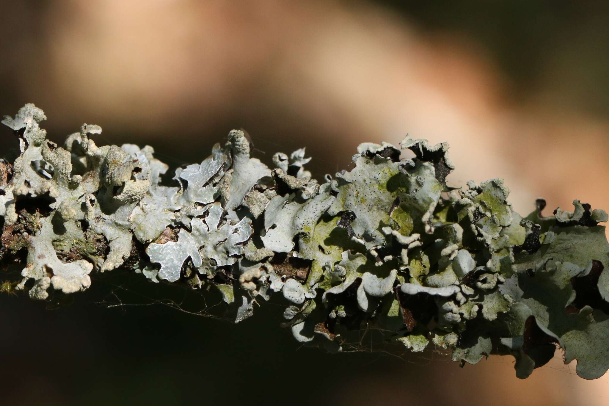 Image of Hypotrachyna lichen