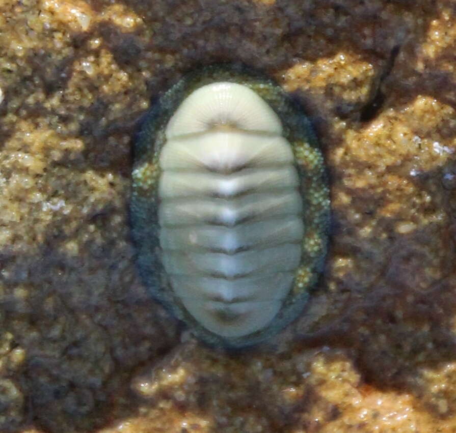 Image of blue green chiton