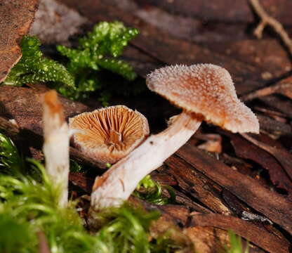 Image of Inocybe austrofibrillosa Grgur. 2002