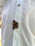 Image of Hackberry Emperor