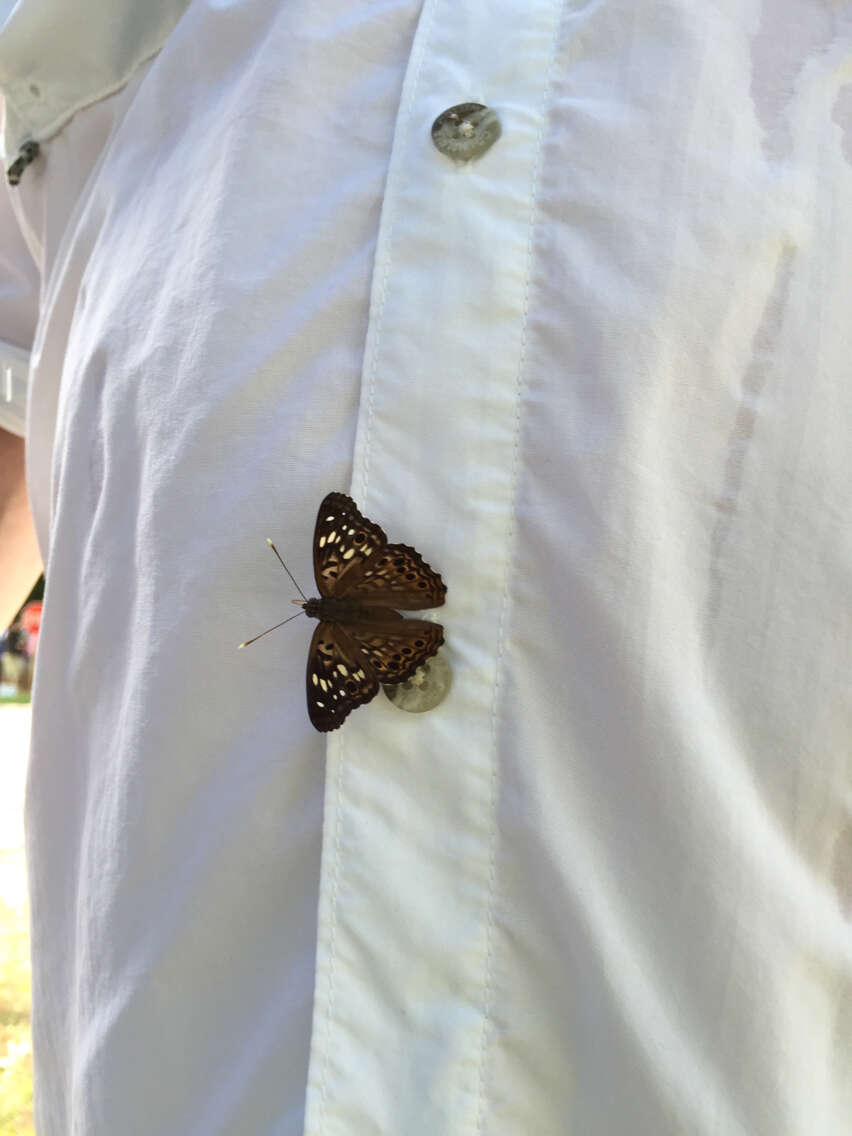 Image of Hackberry Emperor