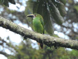 Imagem de Aulacorhynchus albivitta (Boissonneau 1840)