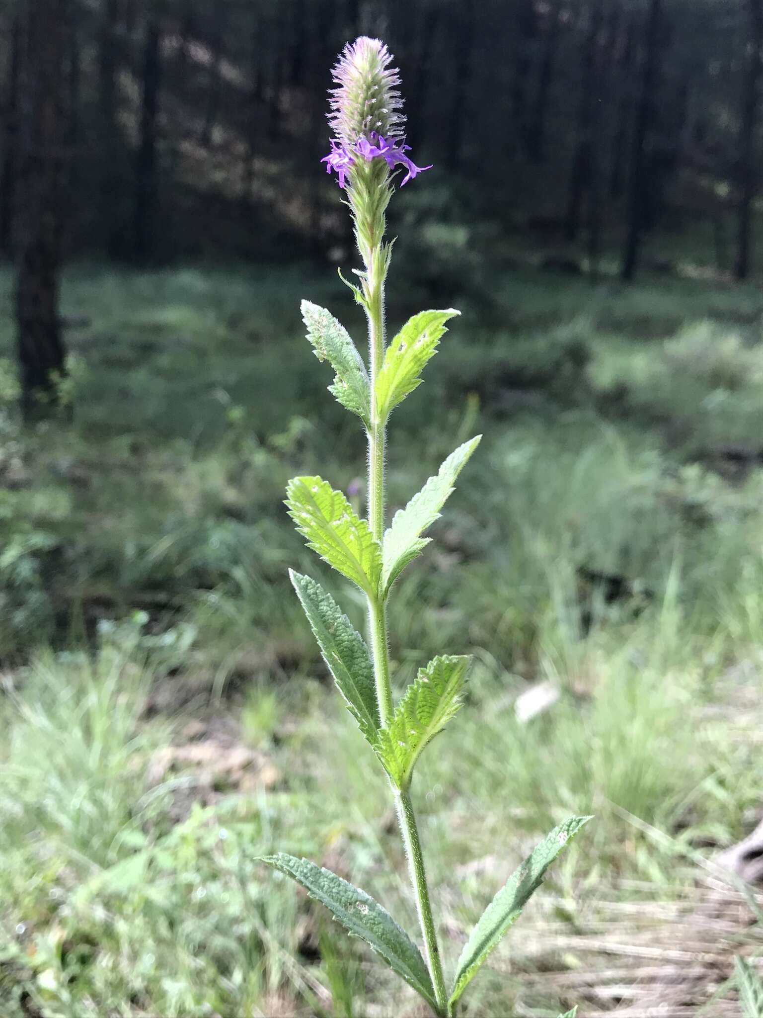 Image de Verbena macdougalii A. Heller