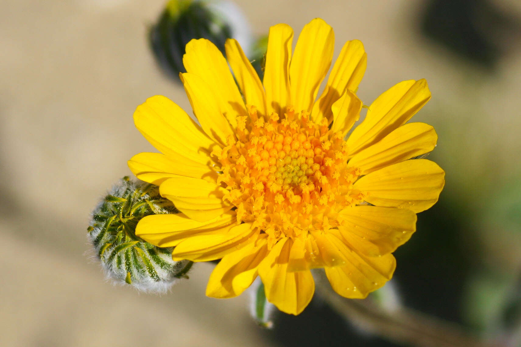 Image of hairy desertsunflower