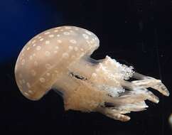 Image of Spotted jelly