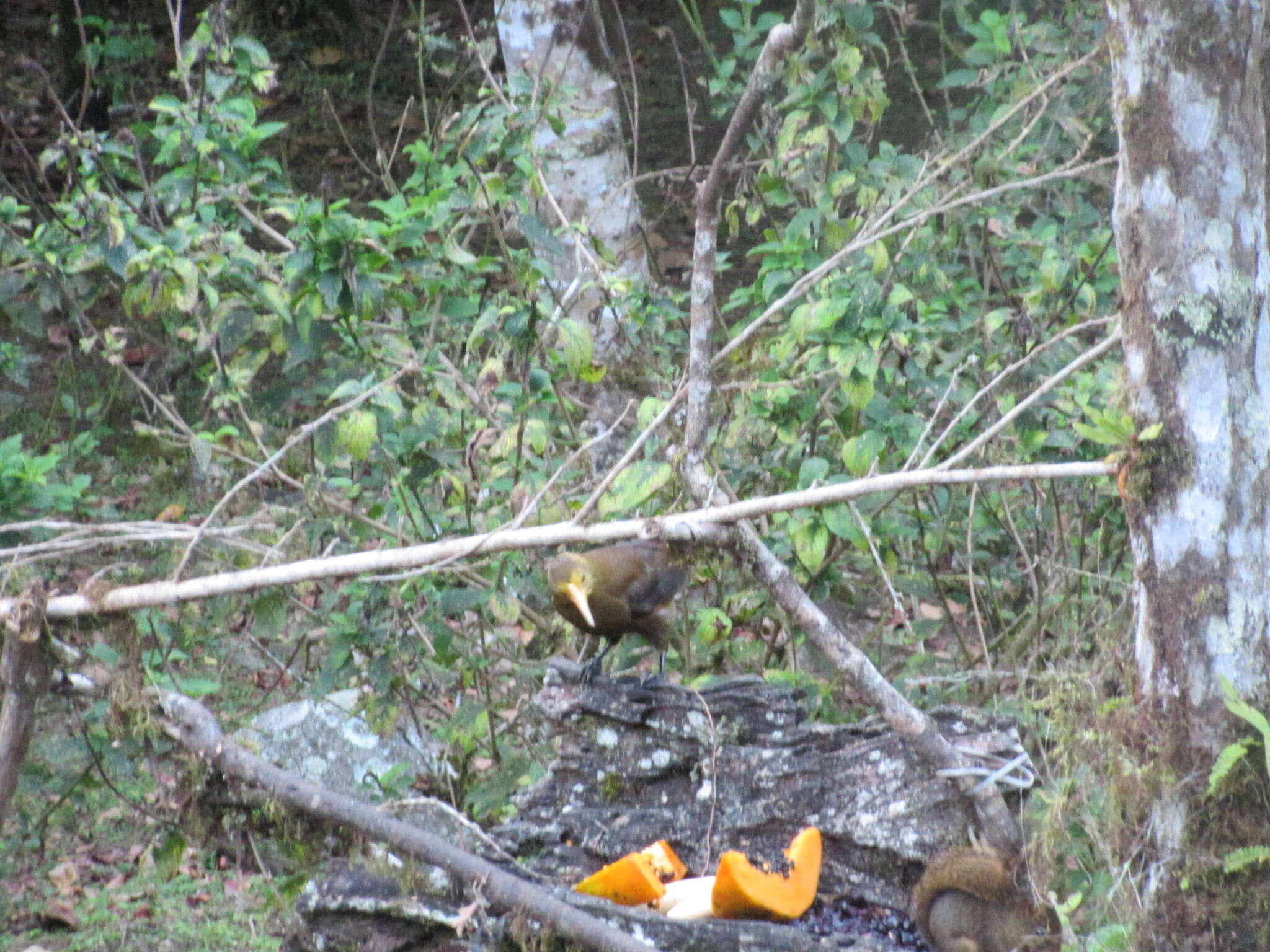 Image of Russet-backed Oropendola