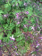 Image of Geranium reuteri Aedo & Muñoz Garm.