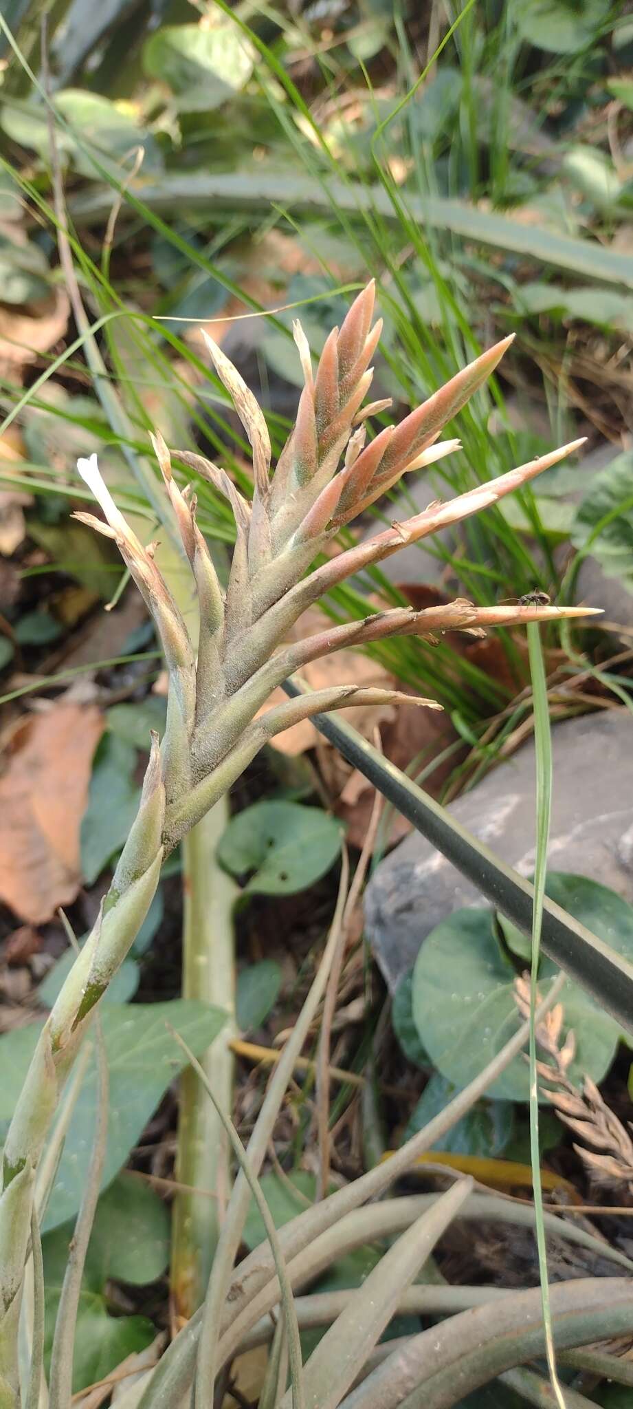 Image of Tillandsia didisticha (É. Morren) Baker