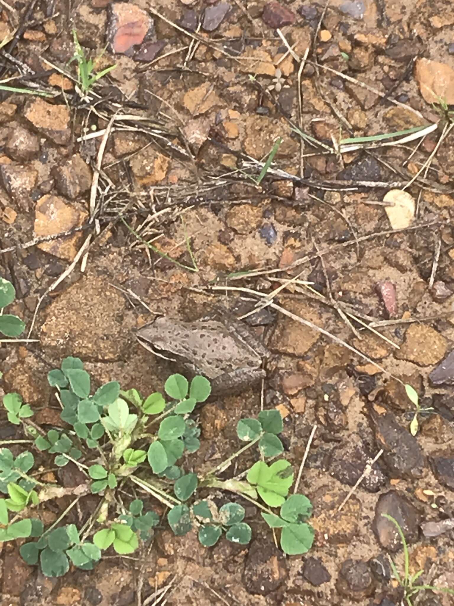 Image of Cajun Chorus Frog