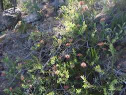 Imagem de <i>Leucospermum <i>tottum</i></i> var. tottum