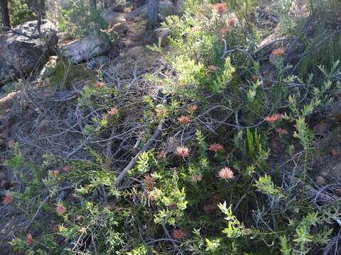 Plancia ëd <i>Leucospermum <i>tottum</i></i> var. tottum