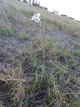 Nothoscordum gracile (Aiton) Stearn resmi